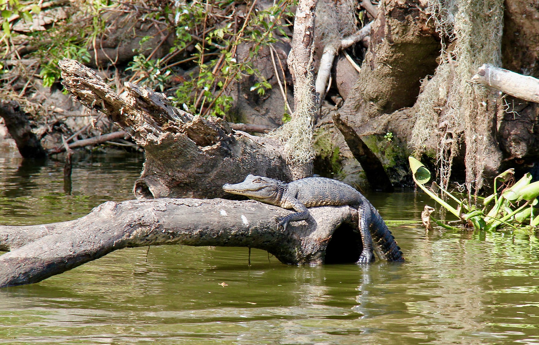 A gator awaits a murky meal