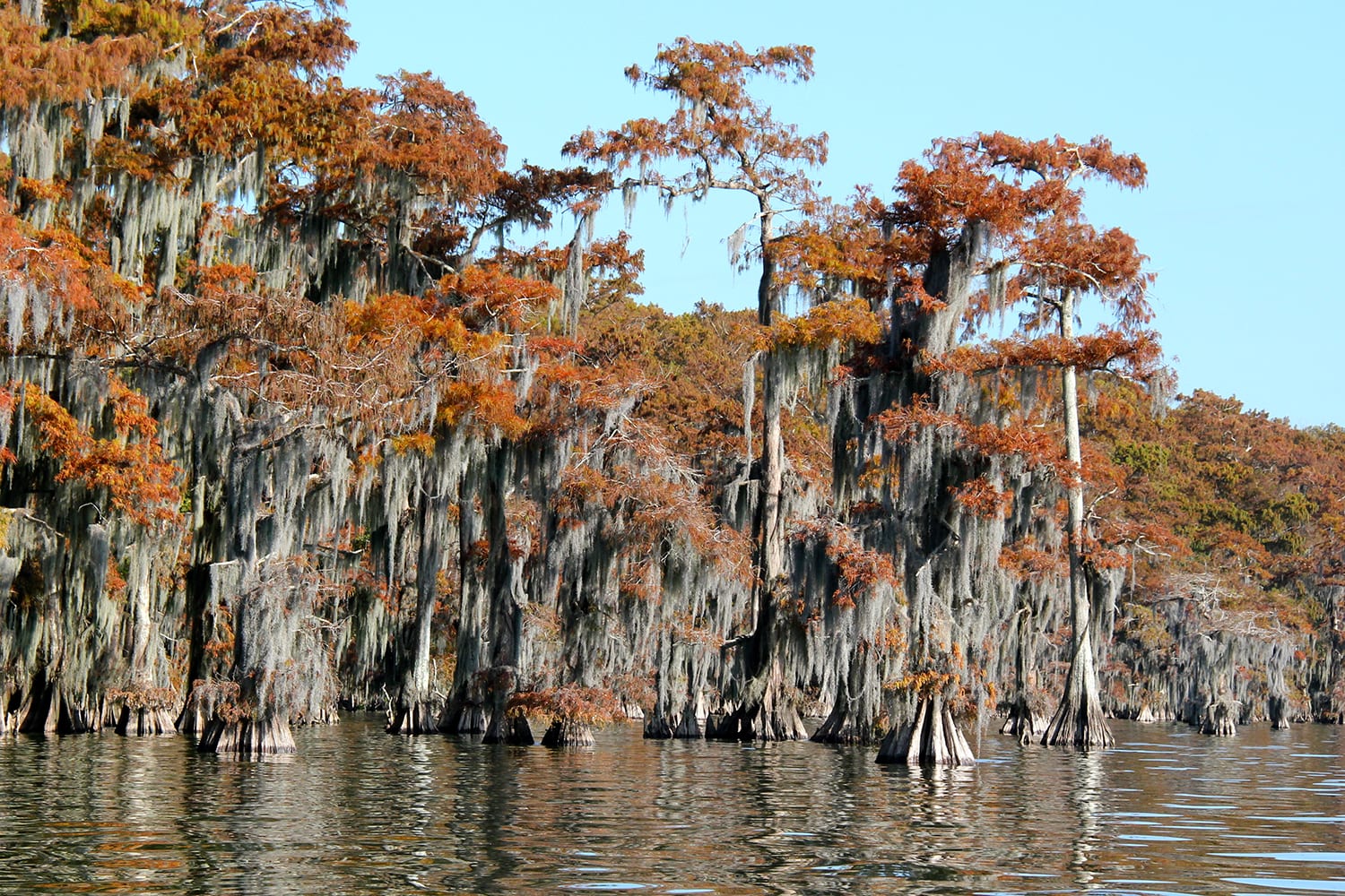 Bald cypress in winter plumage