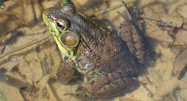 Vernal ponds are at the heart of the forest life cycle