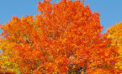 Heritage Tree autumn fall How trees produce spectacular autumn colours