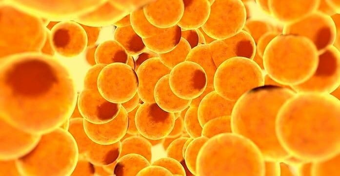 Fat cells Fat cells may influence how the body reacts to heart failure