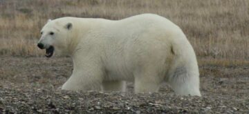 Is the polar bear’s life becoming even more perilous?