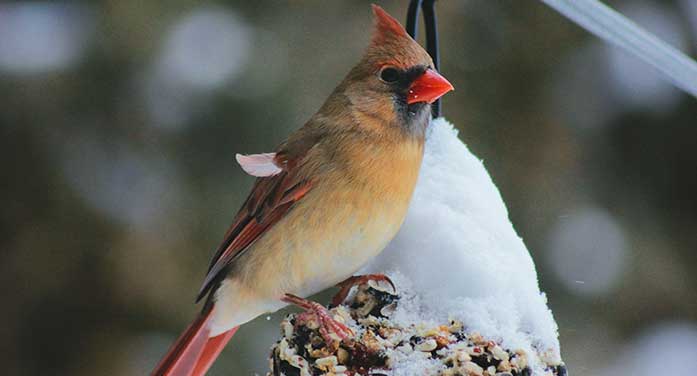 Why birds practise their mating songs in winter